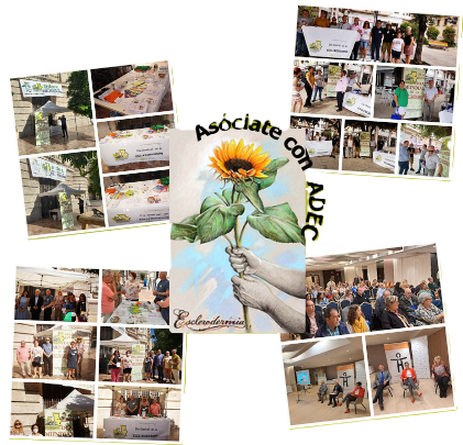 girasol cogido con dos manos por el tallo